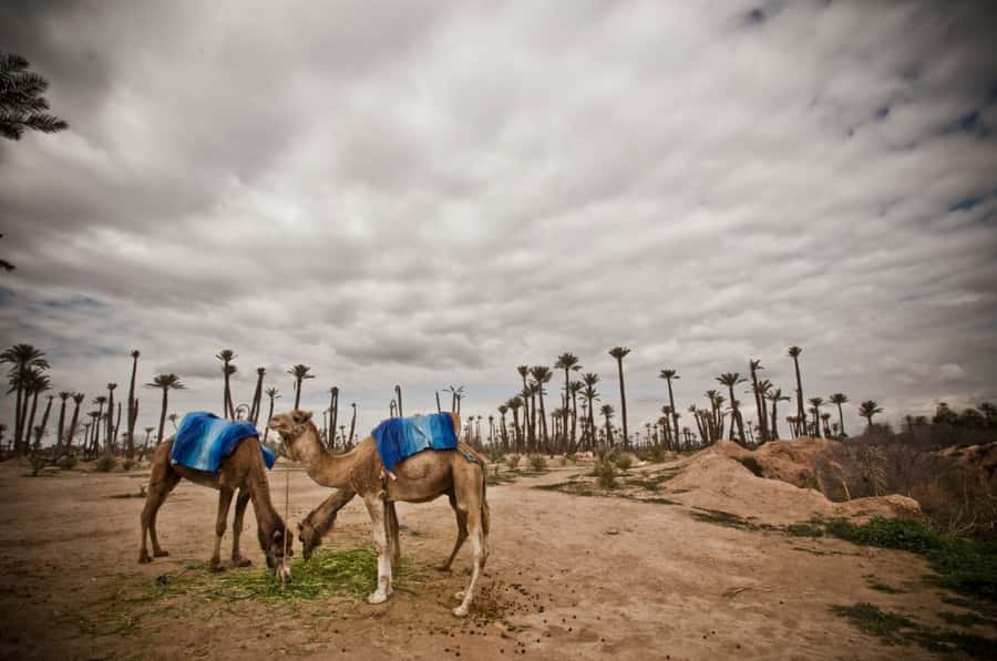 Marrakech Palmeraie 3-Hour Camel Ride - Ninety minutes on a camel, in theory
