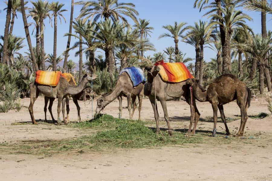 Marrakech Palmeraie 3-Hour Camel Ride - What the scenery really looks like