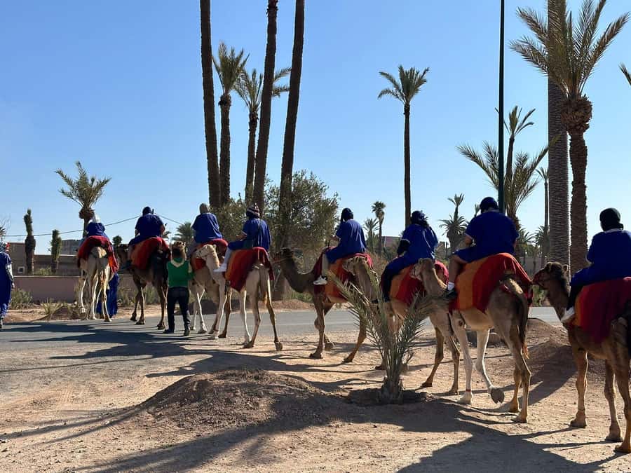 Marrakech Palmeraie Camel Ride Adventure - Key points before you book