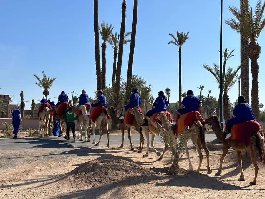 Marrakech Palmeraie Camel Ride Adventure - My booking advice