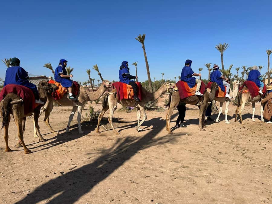 Marrakech Palmeraie Camel Ride Adventure - What the 1.5-hour camel ride feels like