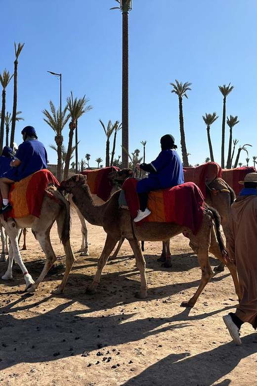 Marrakech Palmeraie Camel Ride Adventure - Best timing, clothing, and practical preparation