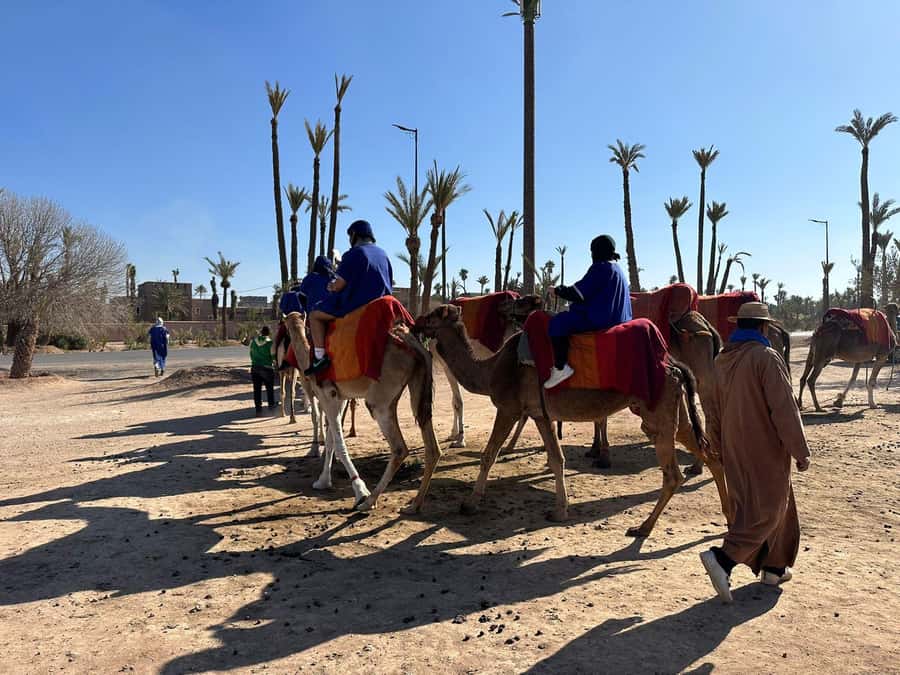 Marrakech Palmeraie Camel Ride Adventure - Meeting the camels and getting ready