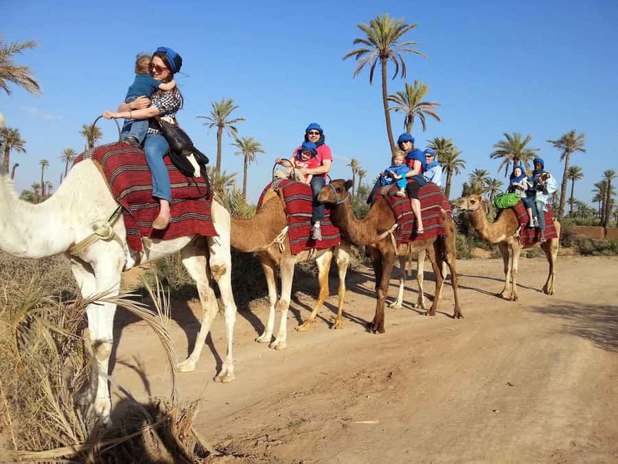 Marrakech Palmeraie: Camel Ride at Sunset - Key points to know before you book