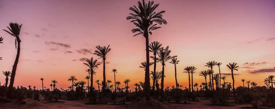 Marrakech Palmeraie: Camel Ride at Sunset - The one-hour camel ride