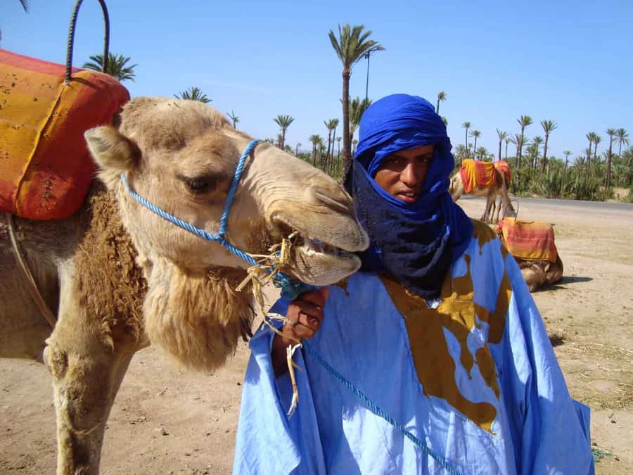 Marrakech Palmeraie: Camel Ride at Sunset - Sunset photos, palm trees, and the real setting