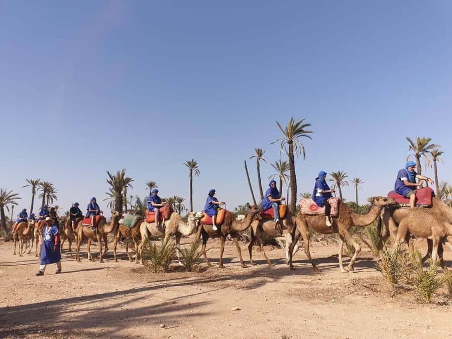 Marrakech Palmeraie: Camel Ride at Sunset - Mint tea and the welcome after the ride