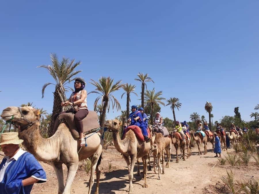 Marrakech Palmeraie: Camel Ride at Sunset - Camel care and rider comfort