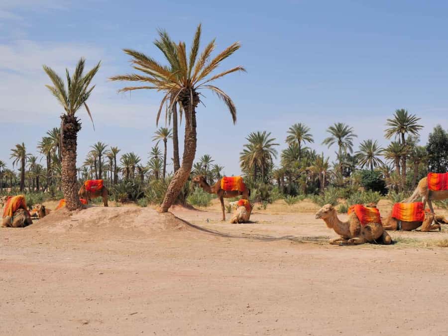 Marrakech Palmeraie: Camel Ride at Sunset - What happens from pickup to camel saddle