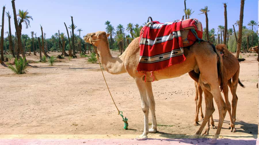 Marrakech Palmeraie: Camel Ride & Quad Bike Experience - Guides, photos, and the human side of the day