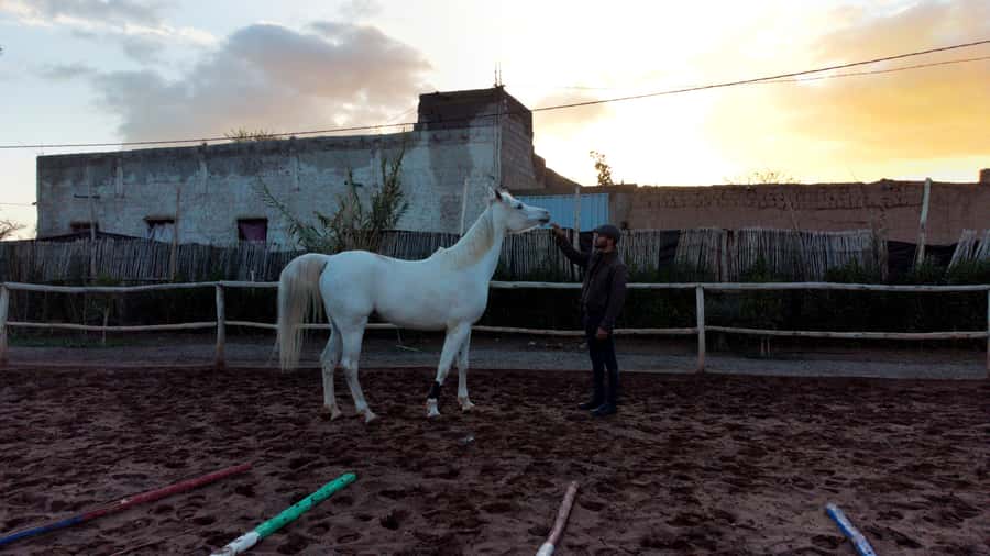 Marrakech: Private Horseback Tour in the Palm Grove with Tea - The mint tea break among the horses