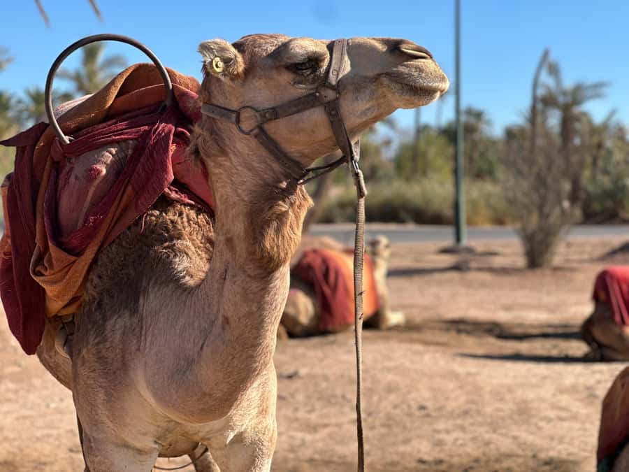 Marrakech: Quad Bike excursion at the sunset with Tea Break - Key points at a glance