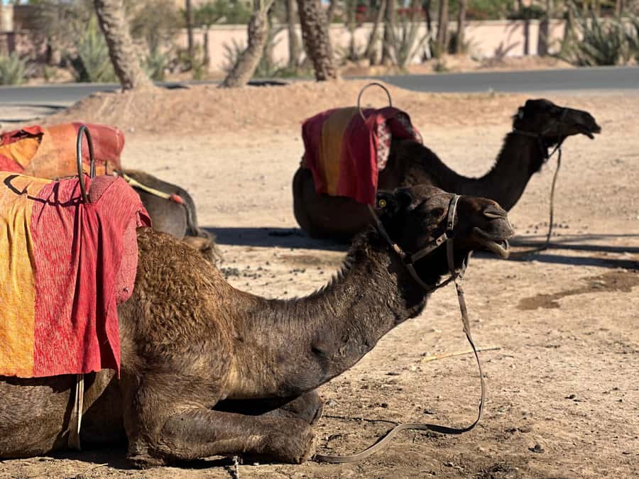 Marrakech: Quad Bike excursion at the sunset with Tea Break - Why the sunset timing matters