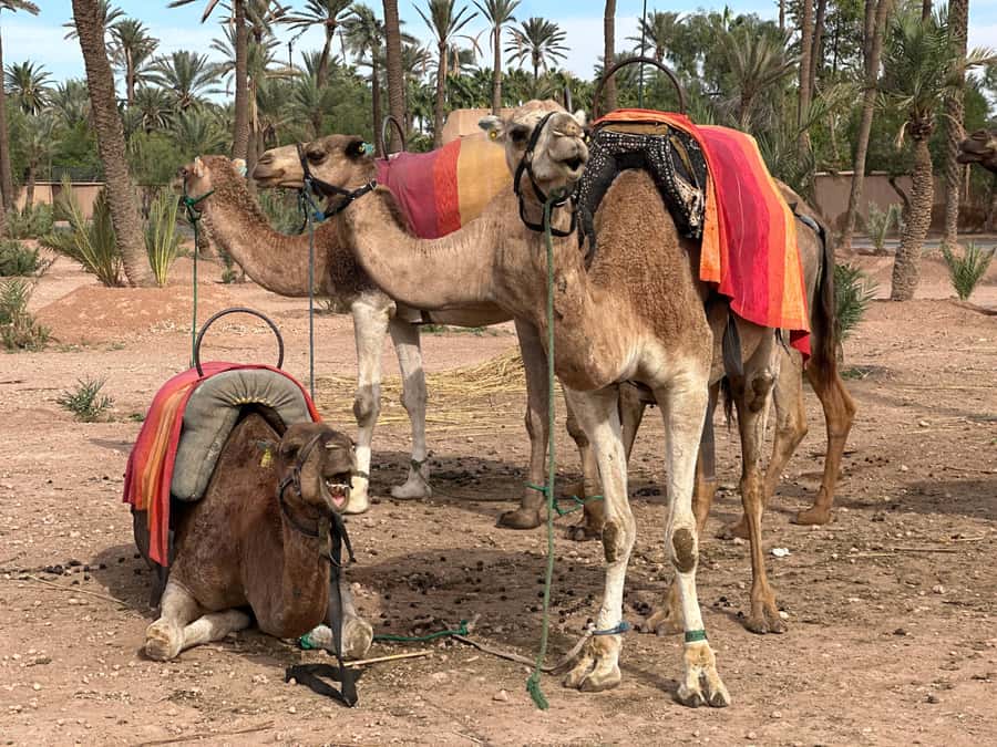 Marrakech: Quad Bike excursion at the sunset with Tea Break - Value at $18 per person