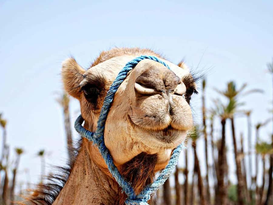 Marrakech: Sunset Camel Ride in Palmeraie - Mint tea inside a traditional Berber home