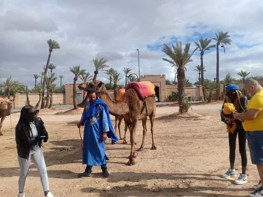 Marrakech: Sunset Camel Ride in the Palmeraie - How much value do you get for $34?