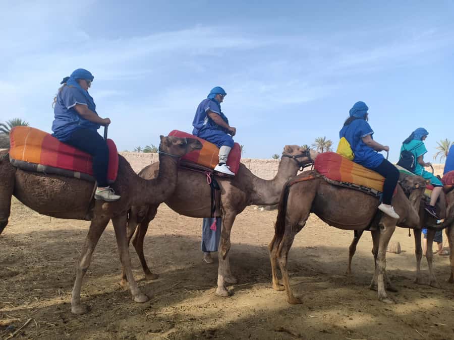 Marrakech: Sunset Camel Ride in the Palmeraie - Comfort, safety, and who should skip it