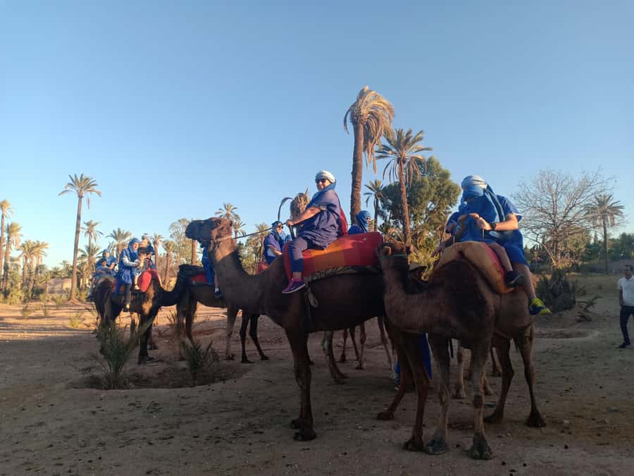 Marrakech: Sunset Camel Ride in the Palmeraie - What the mixed experience means for you