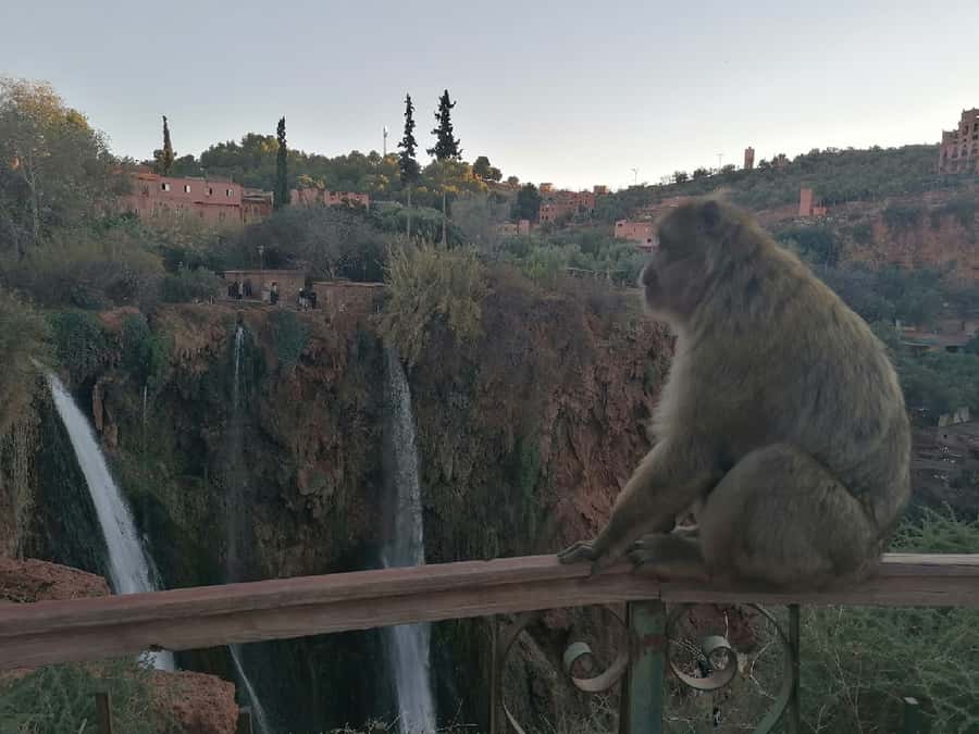 Marrakech to Ouzoud waterfalls day tour - Guide & boat ride - Practical Advice for a Better Day