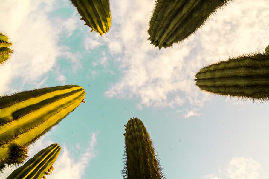Marrakesh: Cactus Thiemann Entry Ticket - Key points to know before you go