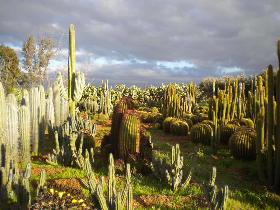 Marrakesh: Cactus Thiemann Entry Ticket - Why a cactus garden belongs on a Marrakesh itinerary