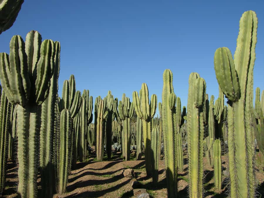 Marrakesh: Cactus Thiemann Entry Ticket - Entering a seven-hectare cactus collection