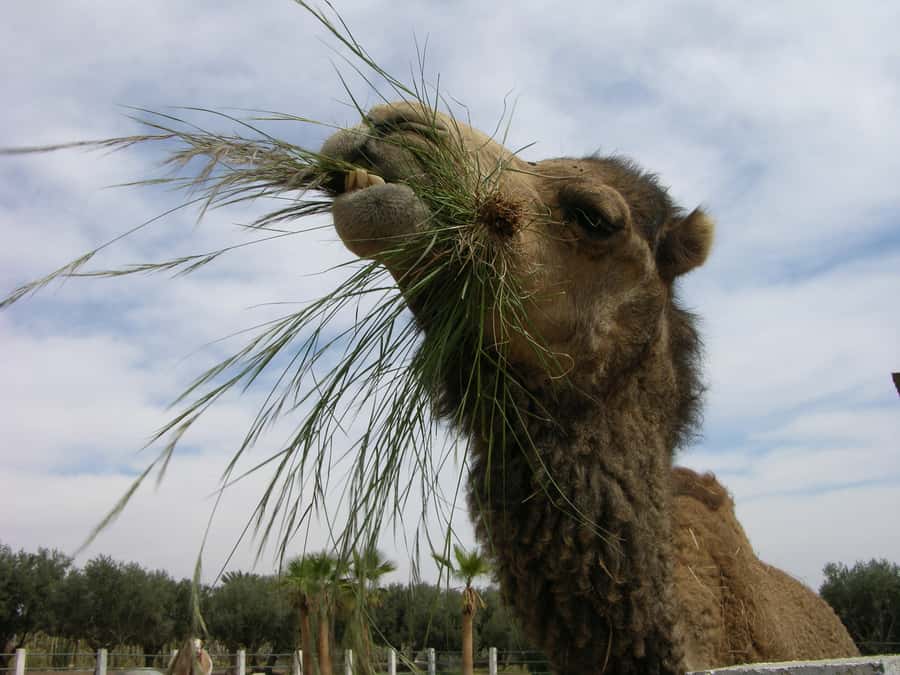 Marrakesh: Cactus Thiemann Entry Ticket - The nine-meter cactus forest