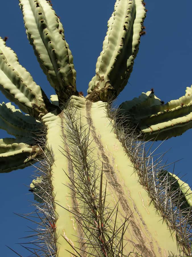 Marrakesh: Cactus Thiemann Entry Ticket - What the $14 ticket is really worth