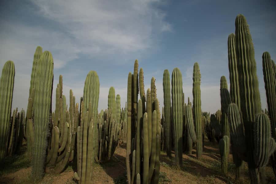 Marrakesh: Cactus Thiemann Entry Ticket - Arriving at Km 10 on the Casablanca road