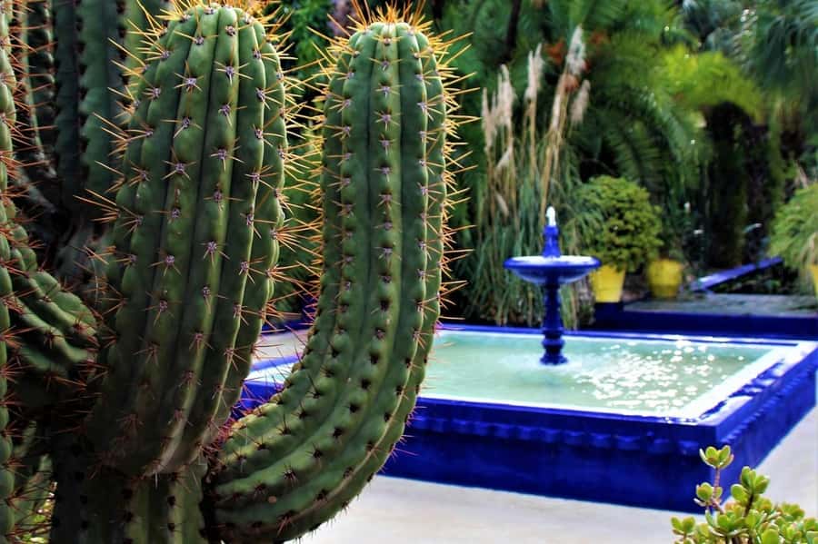 Marrakesh: Majorelle Garden Entry Tickets - What your $31 ticket includes, and what it does not