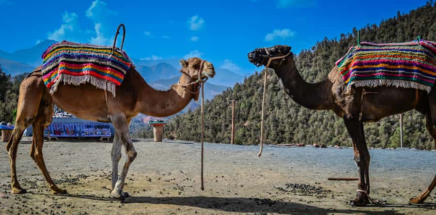Marrakesh: Ourika Waterfalls, Atlas Mountains, Guide + Lunch - What the price really gives you
