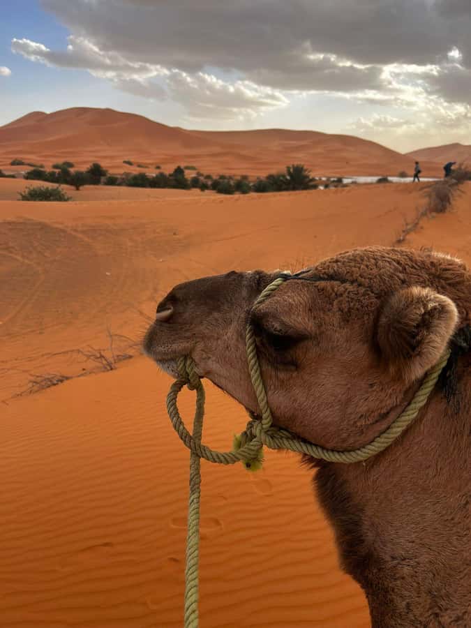 Merzouga Overnight Stay in a Berber Tent and Camel Ride - Sunset from the Erg Chebbi dunes