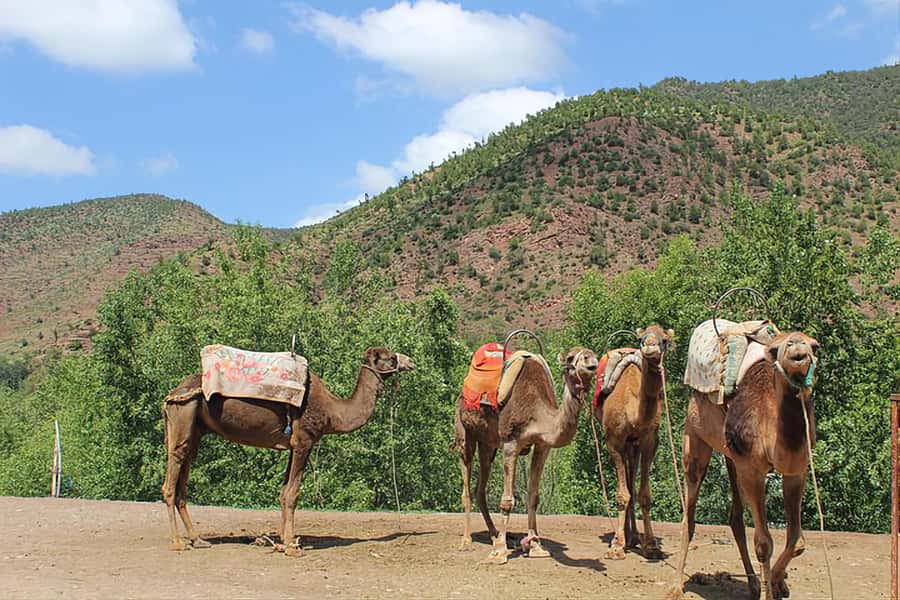 Ourika Valley, Atlas Mountains, Waterfalls & Guided Tour - Following the Ourika River toward Setti Fatma