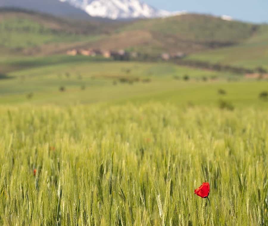Ourika Valley: Quad Biking,Camel Riding,and Hiking Adventure - Tea, olives, honey, and a Berber home