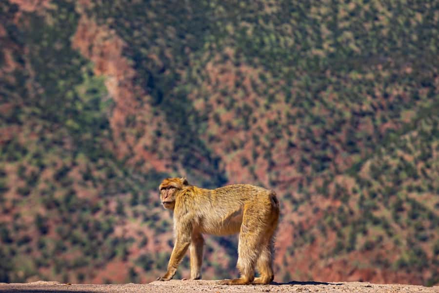 Ouzoud Waterfalls: Day Trip from Marrakech - What to pack for the waterfalls
