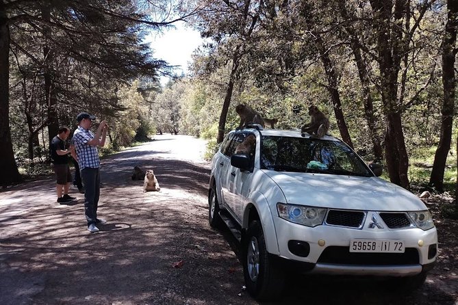 Private Berber Middle Atlas Day Trip From Fez - Azrou and the cedar forest’s famous monkeys