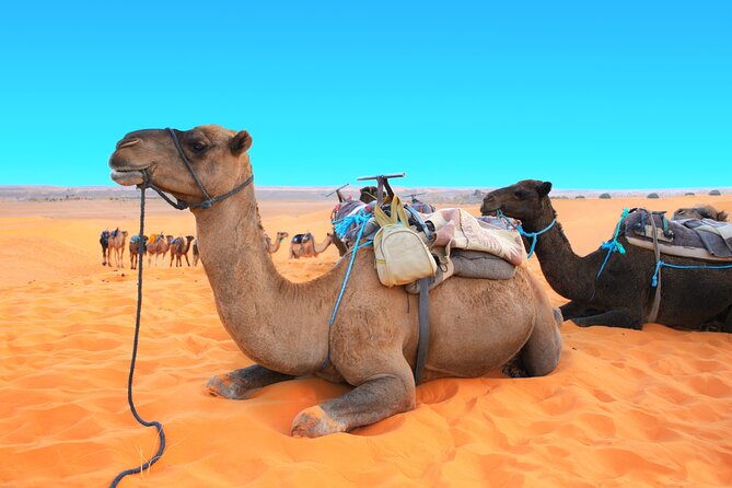 Private Driver for a full day in Marrakech - Is $259.69 Per Person a Fair Price?