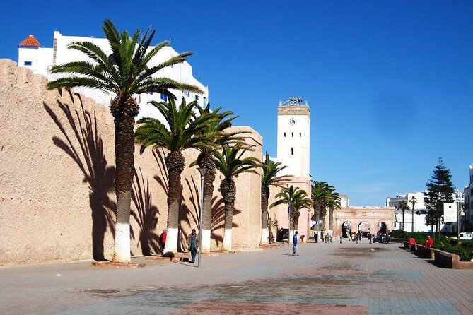 Private Essaouira Day Trip From Agadir - First stop: goats in the argan trees