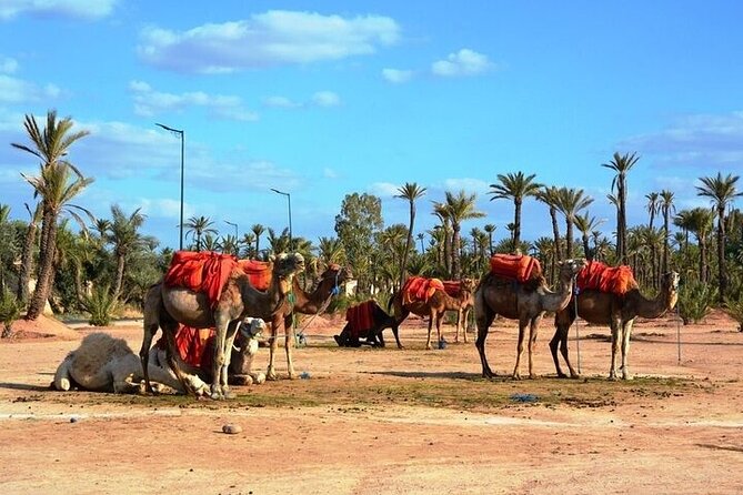 Private Marrakech Day Trip from Casablanca with Free Camel Ride - Souk Semmarine and the old medina