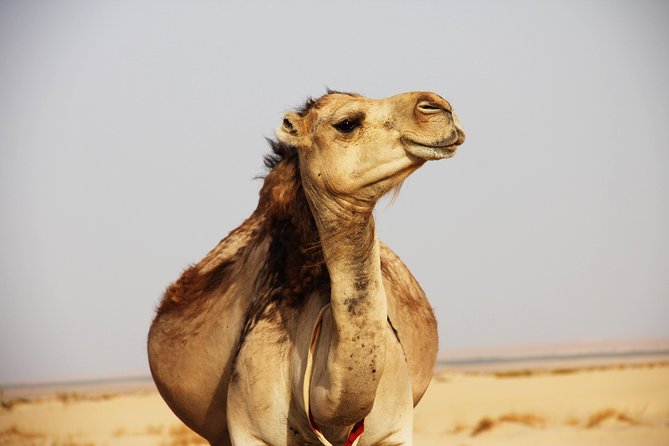 Sahara Desert Tour - 2 Days - Fez to Marrakech OR Return to Fez - Ifrane: Morocco takes a Swiss-looking turn