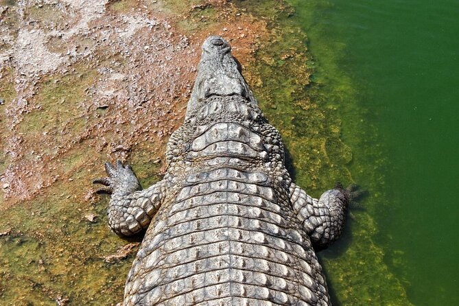 Skip the Line Ticket to Crocoparc with Optional Transfert - Key points to know before you book