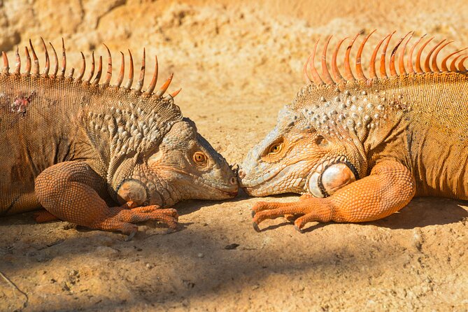 Skip the Line Ticket to Crocoparc with Optional Transfert - Why Crocoparc works as an Agadir half-day outing