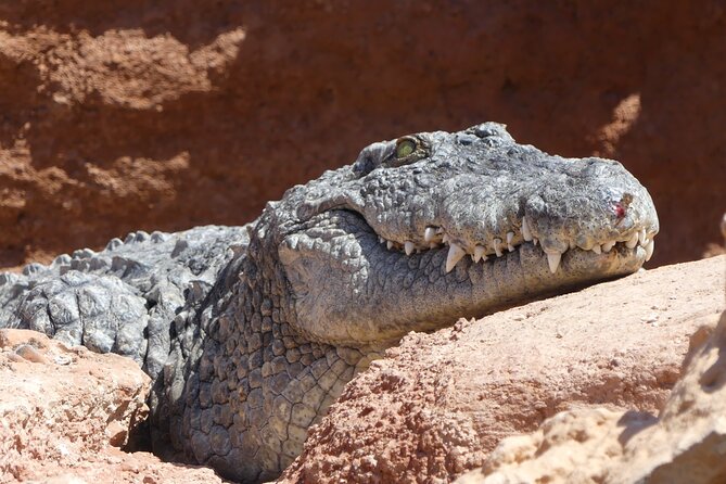 Skip the Line Ticket to Crocoparc with Optional Transfert - Crocodile viewing is the main event