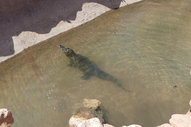 Skip the Line Ticket to Crocoparc with Optional Transfert - Family facilities make the visit easier