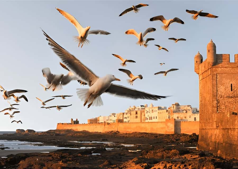 Small-Group Day Trip from Marrakech to Essaouira Mogador - Key points to know before booking