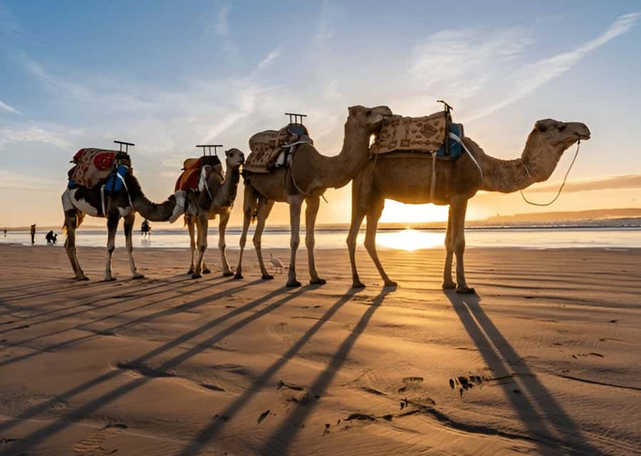 Small-Group Day Trip from Marrakech to Essaouira Mogador - Ramparts, La Skala, and the ocean wind