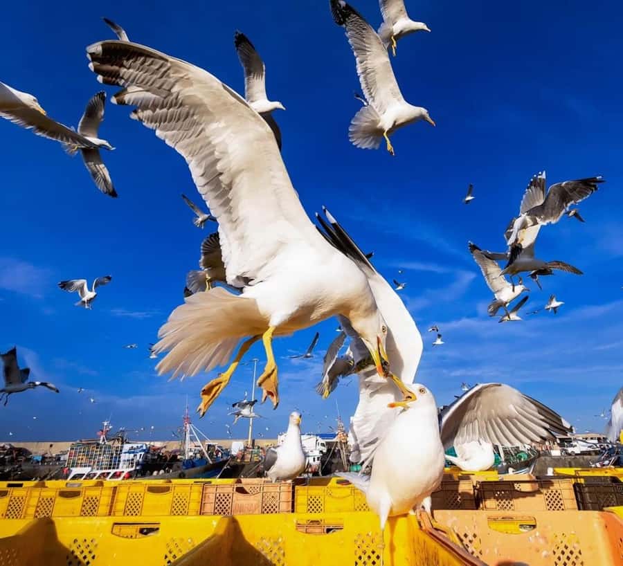 Small-Group Day Trip from Marrakech to Essaouira Mogador - Lunch and spending your free time wisely