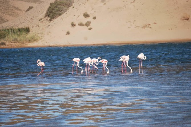 Souss Massa National Park Half Day Trip from Agadir - Leaving Agadir for the eucalyptus and argan forests