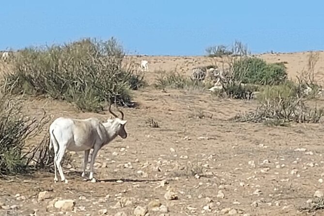 Souss Massa National Park Half Day Trip from Agadir - What the 4x4 ride is really like