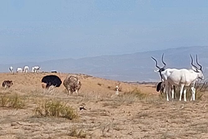 Souss Massa National Park Half Day Trip from Agadir - Flamingos, ibis, and the value of patience
